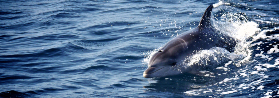 How To Bring Good Luck day 3: camper hoping dolphins will bring good luck How To Bring Good Luck day 3: camper hoping dolphins will bring good luck